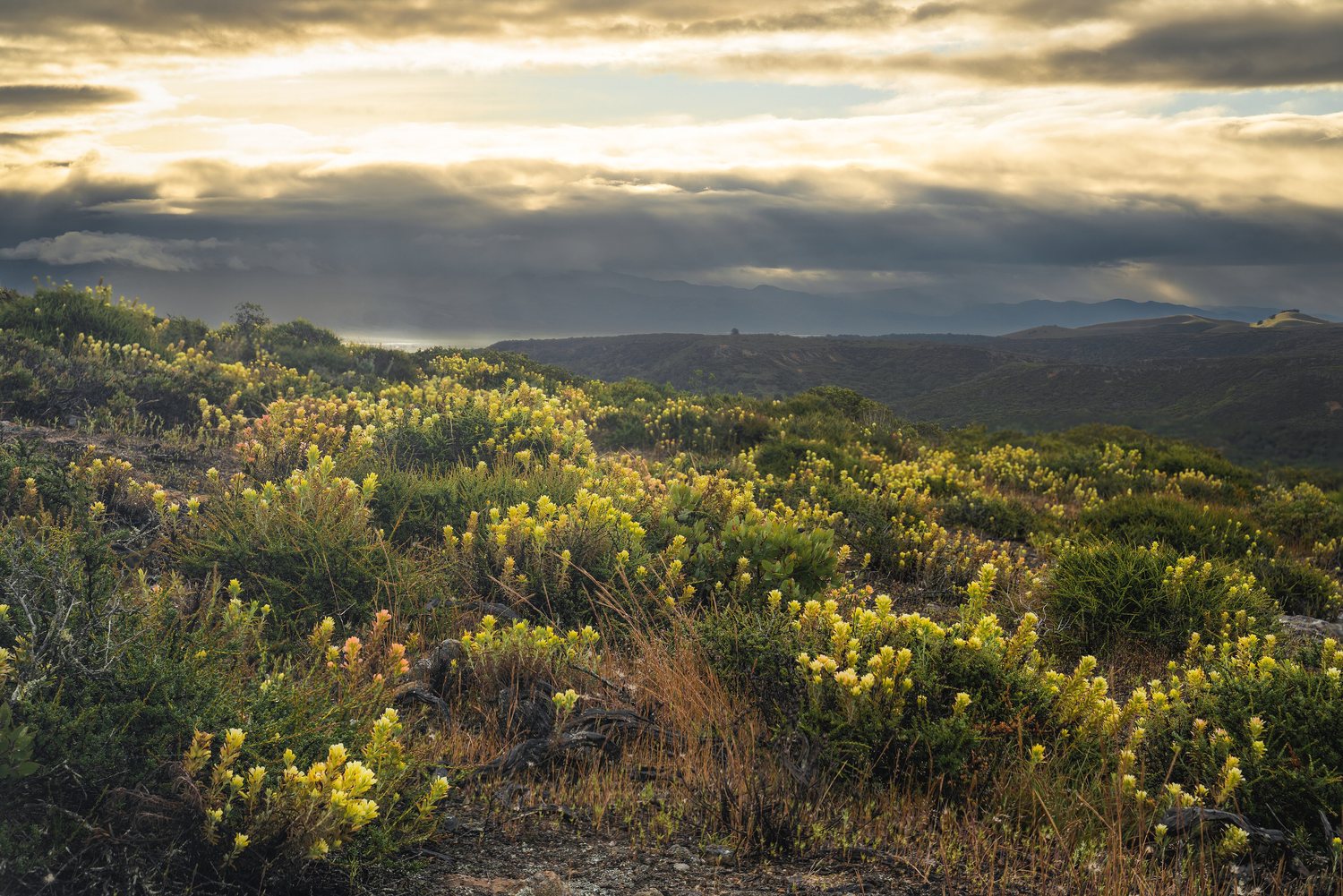 Chaparral scrub in bloom with orange-red paintbrush flowers